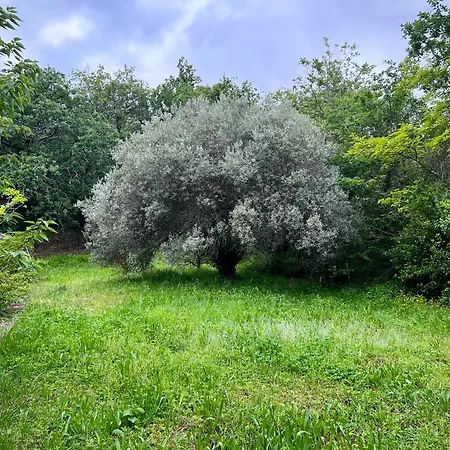 Quelquepart Au Vert, 1 Ou 2 *